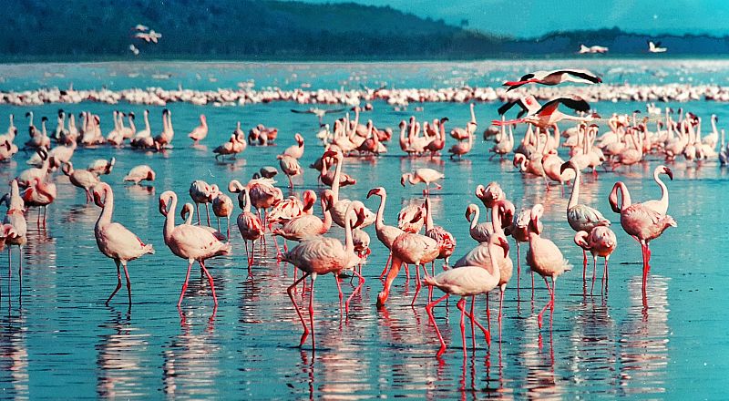 Nakuru Reiseziel Foto